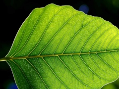 leaf-180